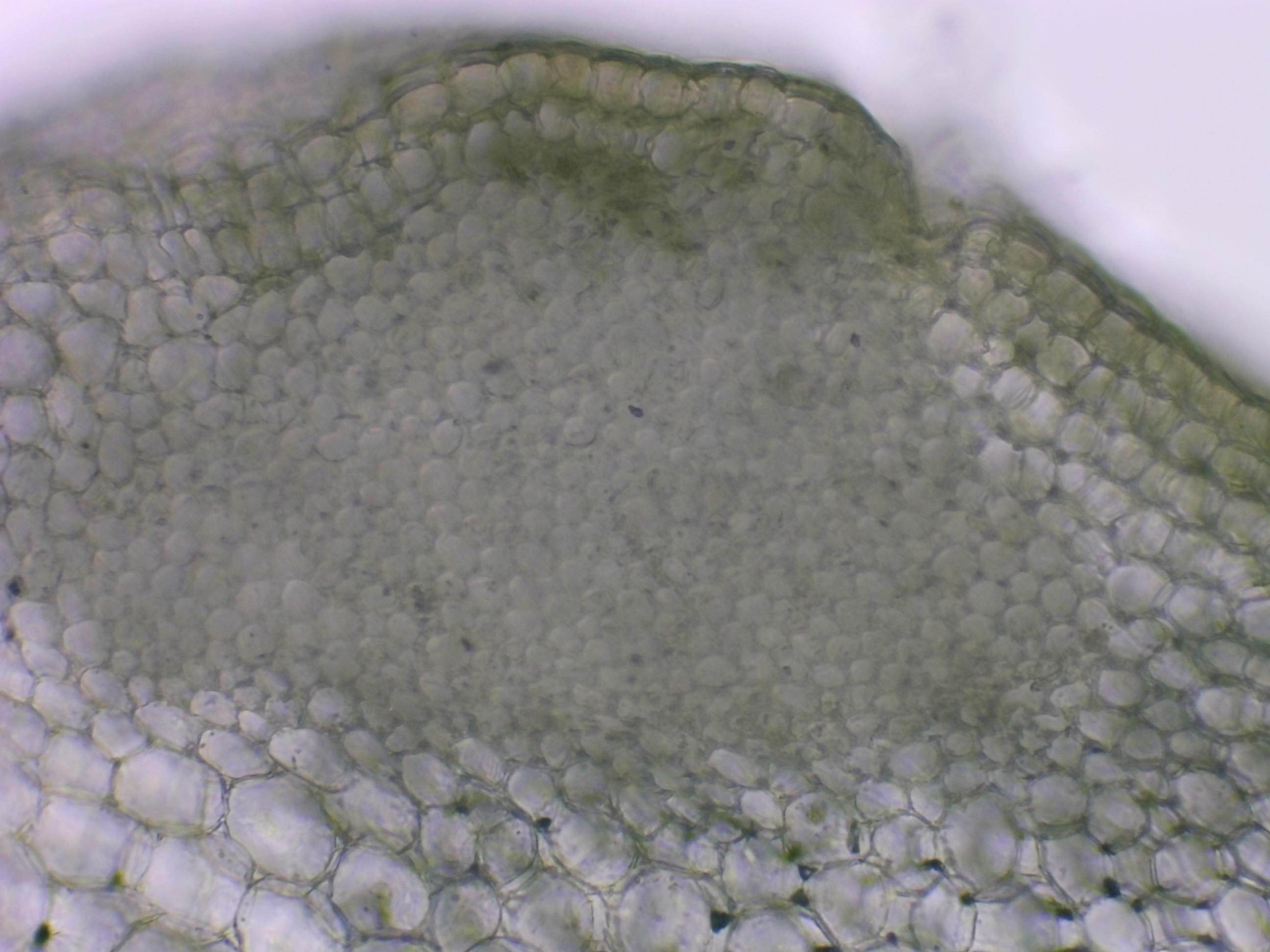 Leaf cross section under microscope