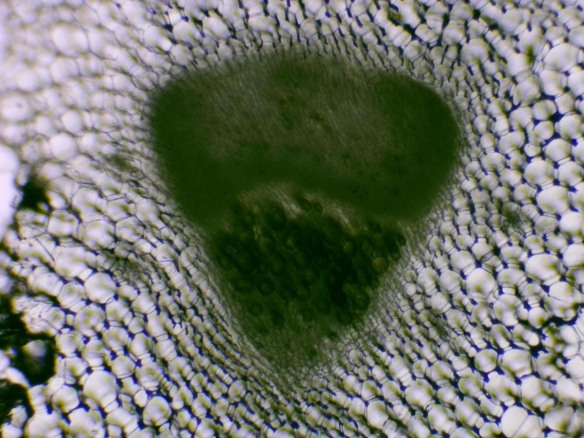 Leaf cross section under microscope