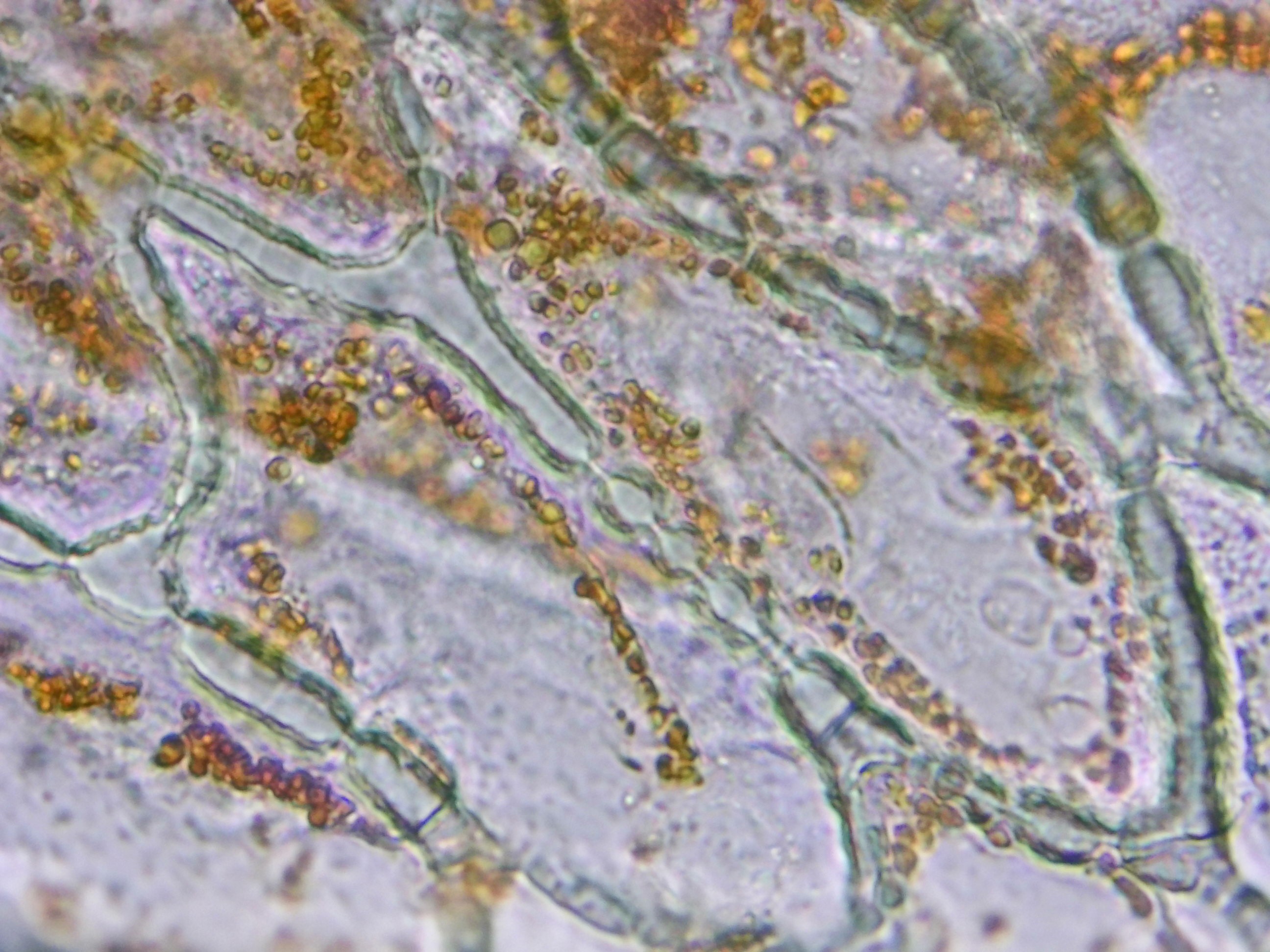 Leaf cross section under microscope