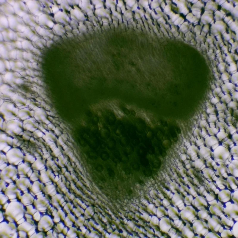 Leaf Cross Section III