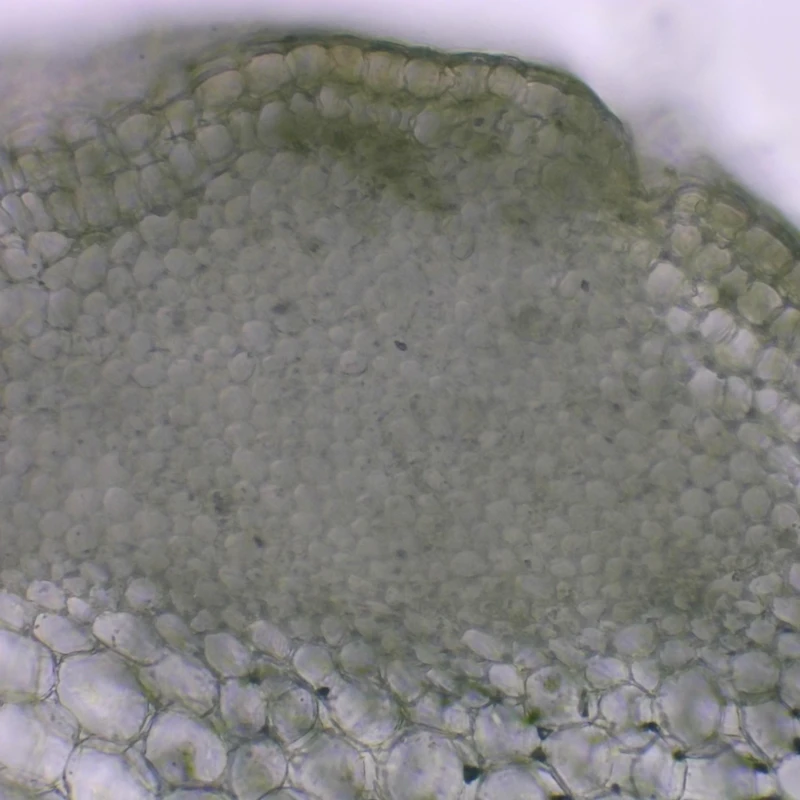 Leaf Cross Section I