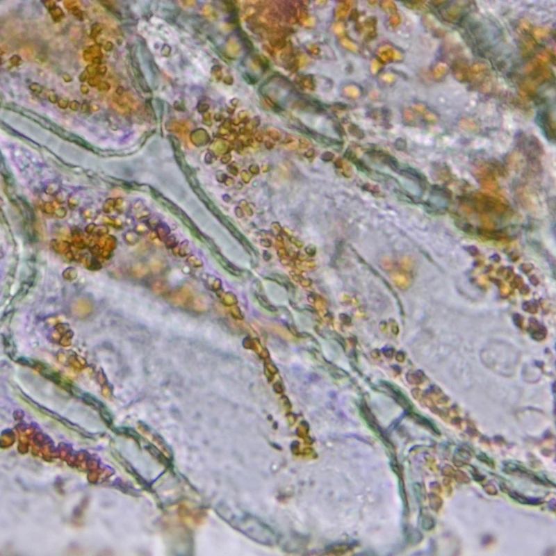 Bell Pepper Epidermis I